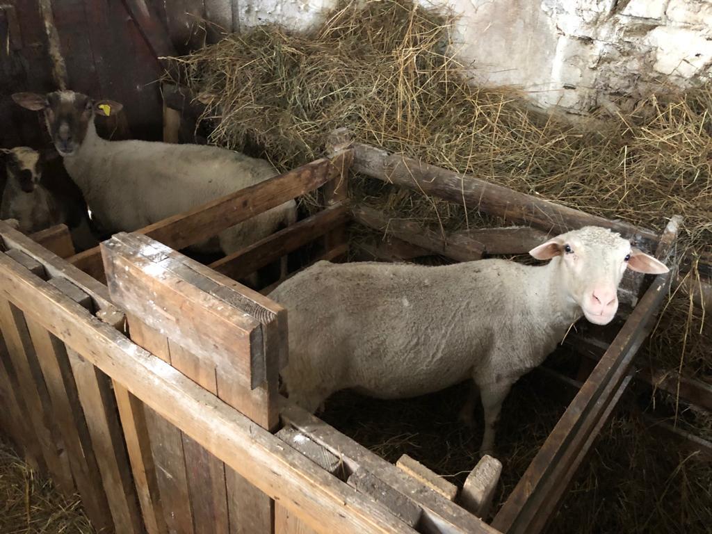 Slovak dairy sheep