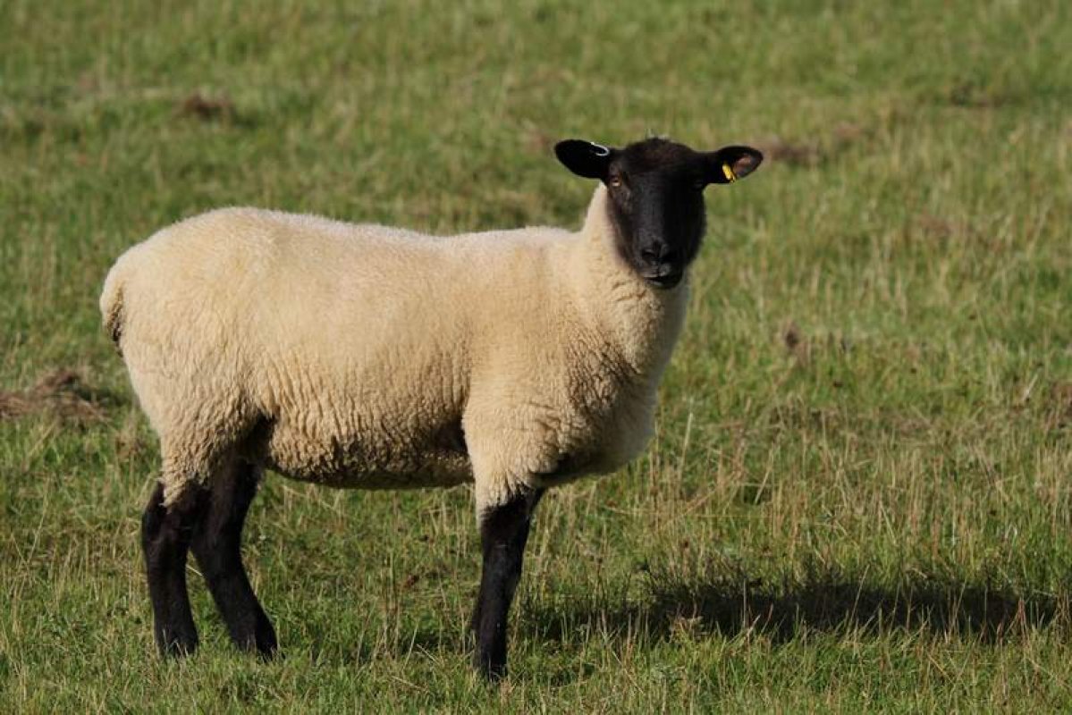 Suffolk sheep